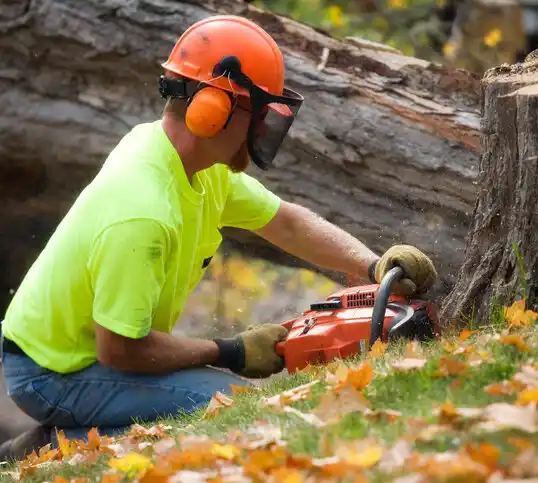 tree services Morgantown